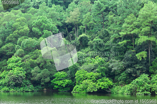 Image of lake with wood
