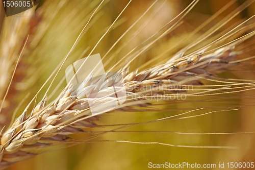 Image of grain ear