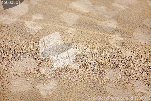 Image of footprints after rain