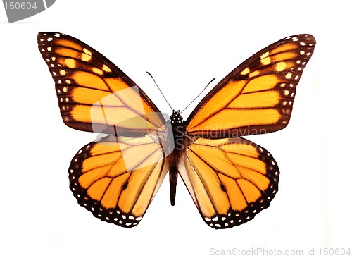 Image of Butterfly