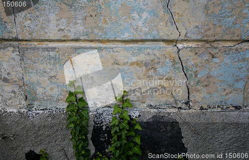 Image of Wall with Ivy