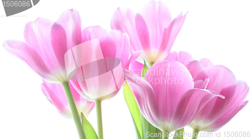 Image of pink tulips