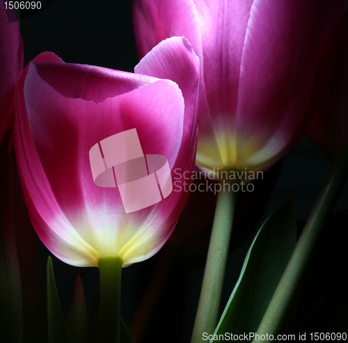 Image of luminous tulips in night