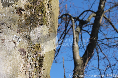 Image of winter trees
