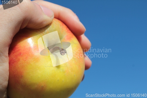 Image of the apple