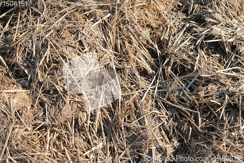 Image of straw texture
