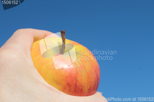 Image of the apple