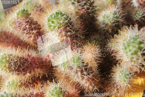 Image of cactus