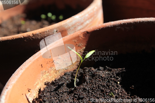 Image of new life plant