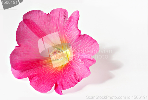 Image of Pink bloom