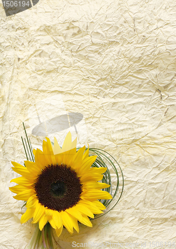 Image of Background with flower