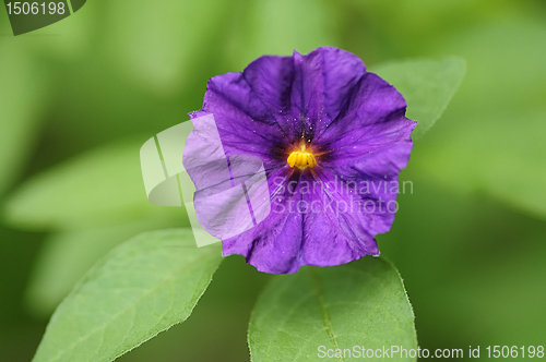 Image of Purple flower