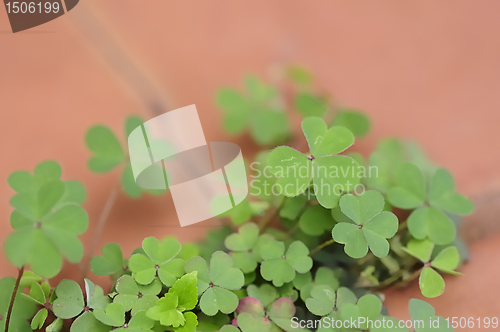 Image of Clover leaves