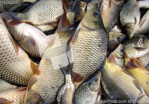 Image of catch carp