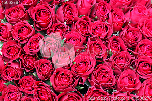 Image of Roses