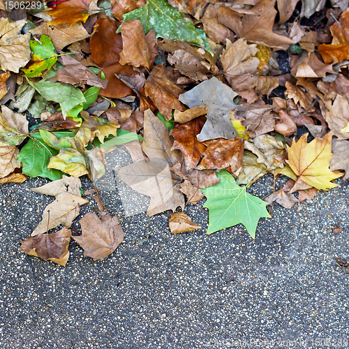 Image of Foliage