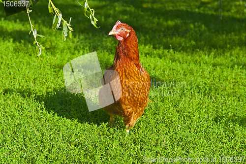 Image of Hen