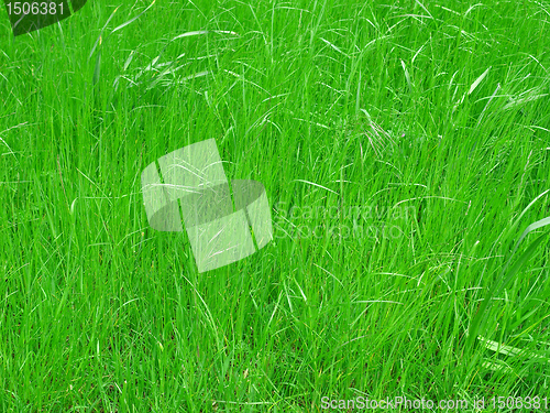 Image of Grass meadow background