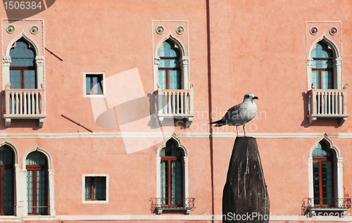Image of Gull in Venice