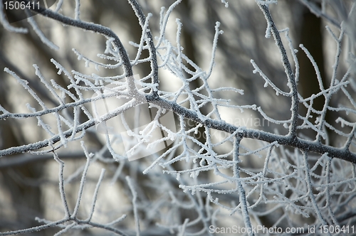 Image of Winter Nature