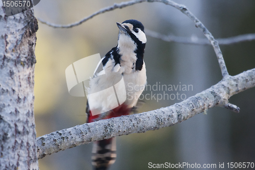 Image of Greater spotted woodpecker