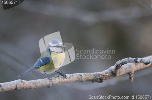 Image of blue tit