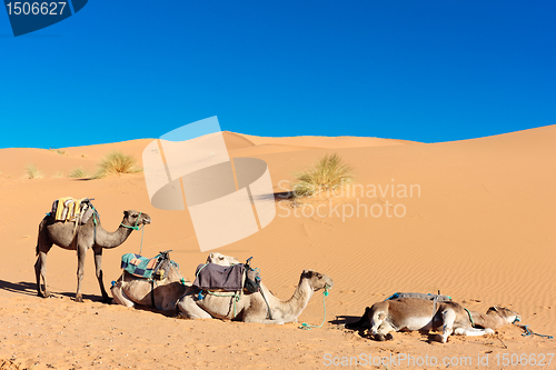 Image of Three camels in desert