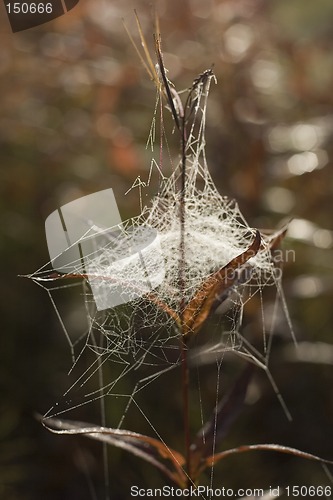 Image of Spiderweb chaos
