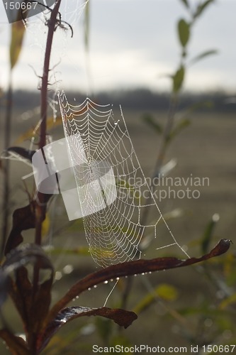 Image of Early morning dew on spider web