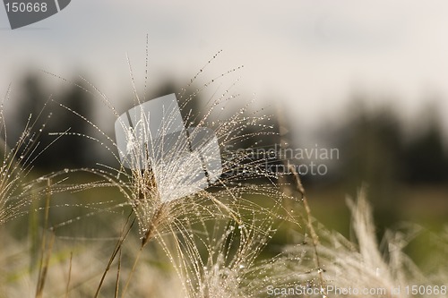 Image of Morning dew on grass