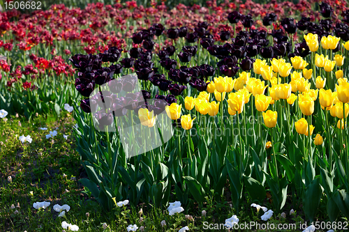 Image of Yellow and violet tulips