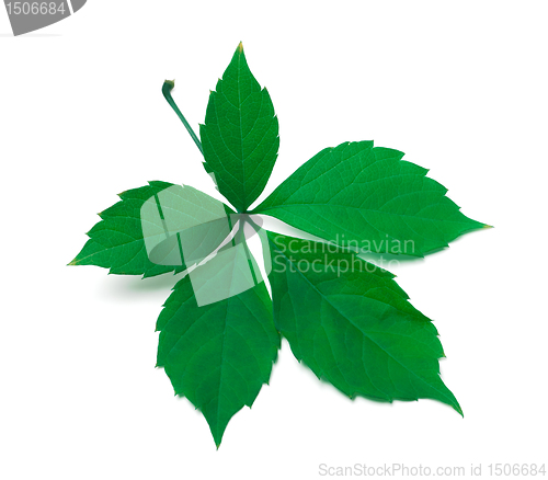 Image of Green virginia creeper leaves
