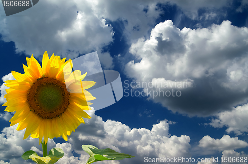 Image of Sunflower