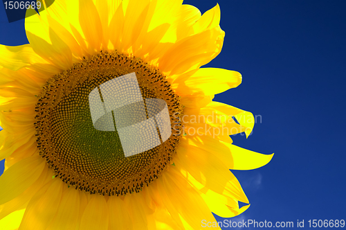 Image of Closeup of yellow sunflower 