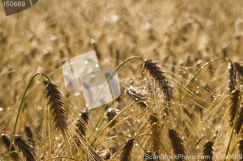 Image of Morning over wheat field