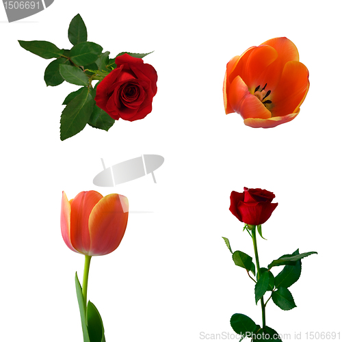 Image of Set of roses and tulips