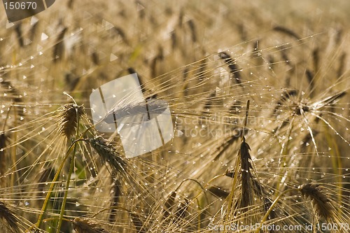 Image of Oats in morning dew