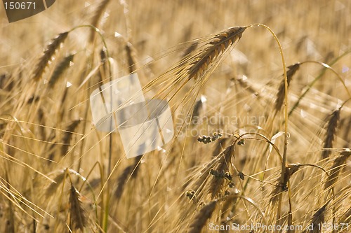 Image of Ripe wheat