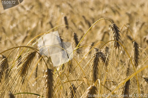 Image of Dew time, morning wheat field