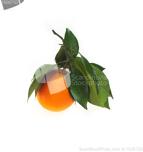 Image of fresh orange isolated