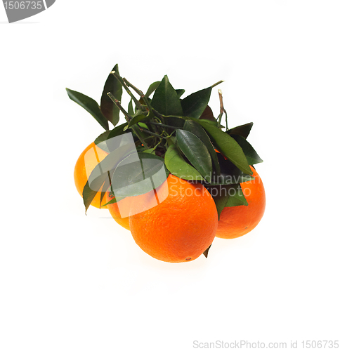 Image of fresh orange isolated
