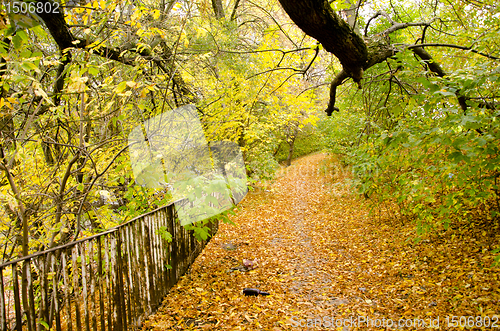 Image of Colorful autumn path background fallen tree leaves