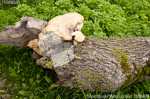 Image of Fungus growing on a fallen tree trunk