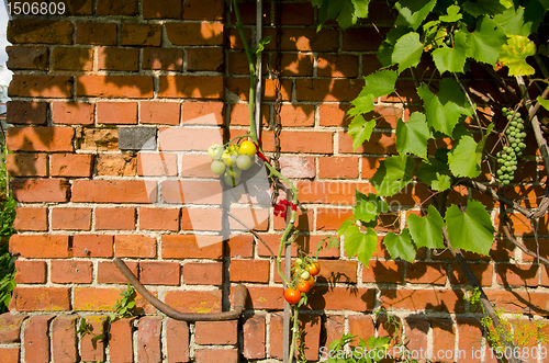 Image of Tomato climbing red brick wall. Rural home garden