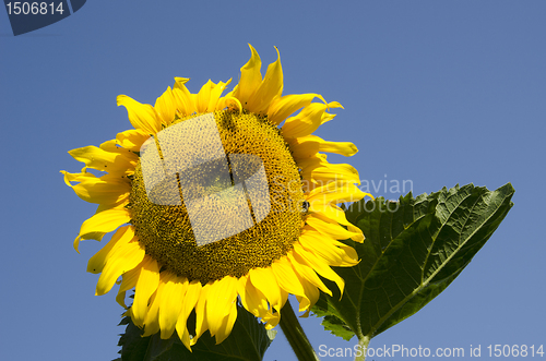 Image of Ripe sunflower looks like sun  background blue sky