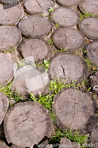 Image of Background of tree stumps sting into the ground