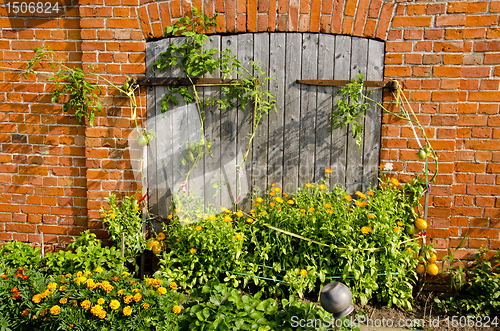 Image of building wall and door tomato and flowers garden 