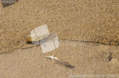 Image of Mangy bird feathers in seashore sand background.