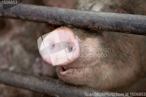 Image of Pig's Snout Behind Bars
