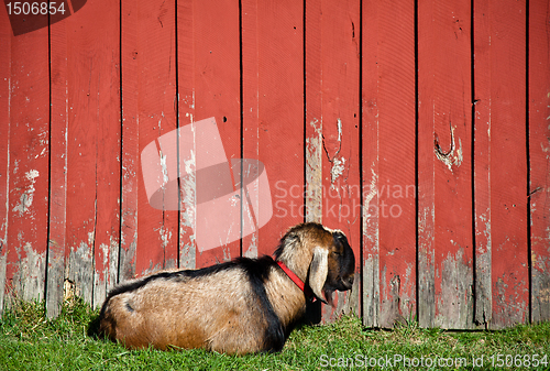 Image of Sleeping Male Goat 